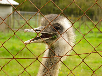 Close-up of bird seen through chainlink fence