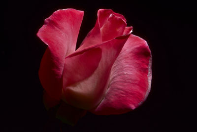 Close-up of rose against black background