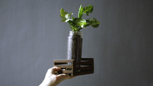 Close-up of hand holding plant against wall