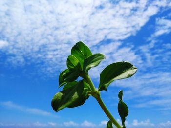 Low angle view of fresh green leaves against sky