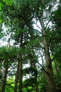 Low angle view of trees in forest