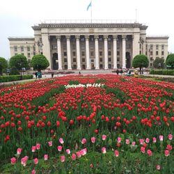 Red flowering plants in front of building
