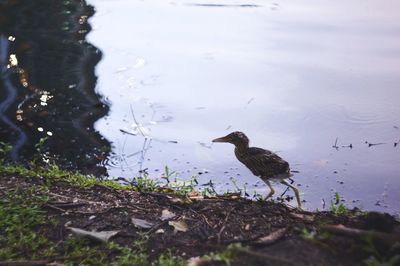 Birds perching on lake