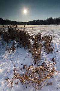 Frozen plants on snow covered field against sky