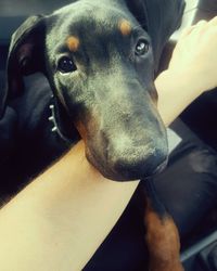 Close-up portrait of black dog