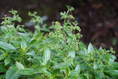 Close-up of fresh green plant in field