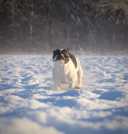 Dog on floor