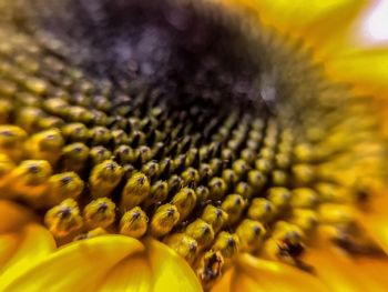 Close-up of yellow flowering plant