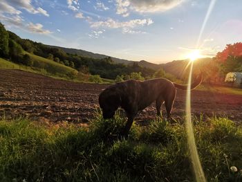 Horses in a field