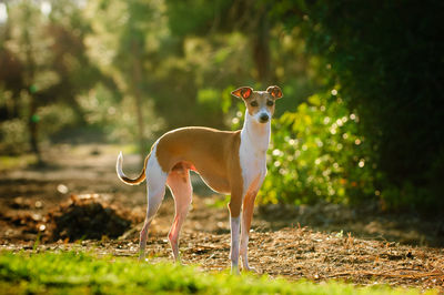 Portrait of dog on footpath during sunny day