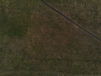 Full frame shot of trees on field