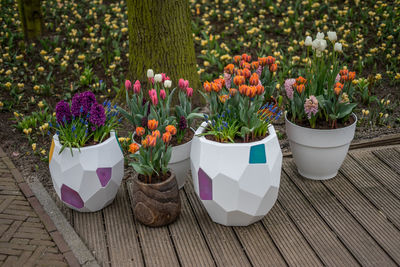 Close-up of potted plants