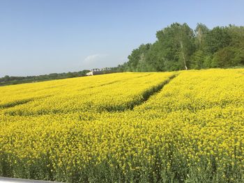 Scenic view of oilseed rape field against sky