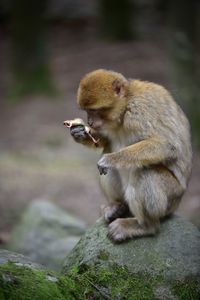 Monkey sitting on rock