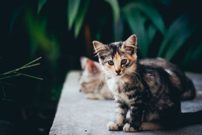 Cat sitting on a looking away