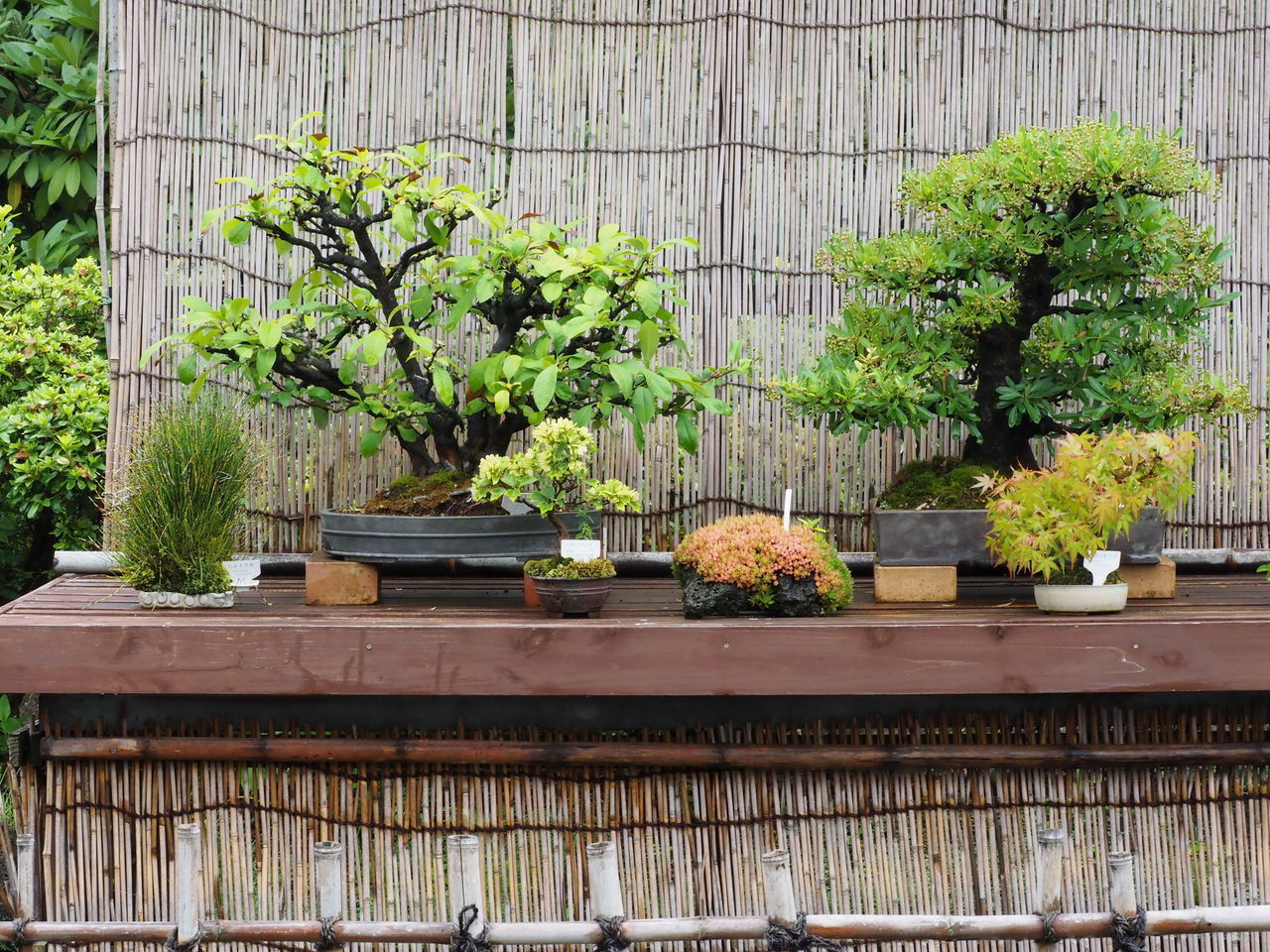 POTTED PLANTS ON RAILING AGAINST TREES