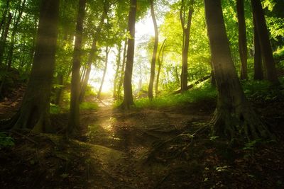 Sunlight streaming through trees in forest