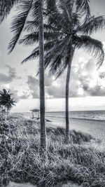 Palm trees at beach against cloudy sky
