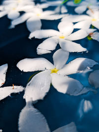 Close-up of white flowering plant floating on water