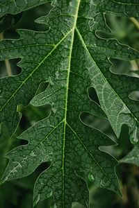 Close-up of leaves