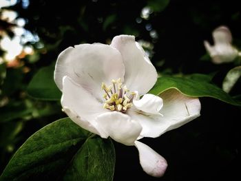 Close-up of white flowering plant