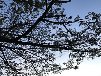 Low angle view of tree against sky