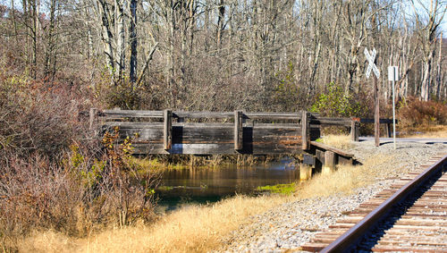 View of railroad tracks in forest