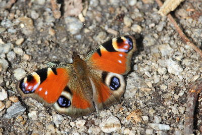 High angle view of butterfly on land