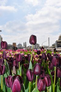 Close-up of pink tulips against sky