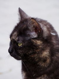 Close-up of black cat