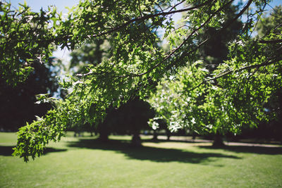 Trees in park