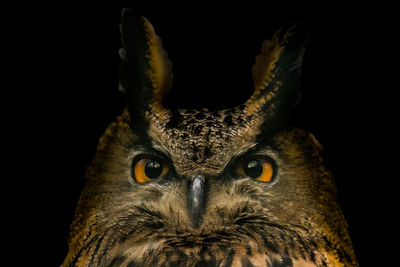 Close-up portrait of a owl