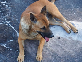 High angle view of dog looking away on footpath