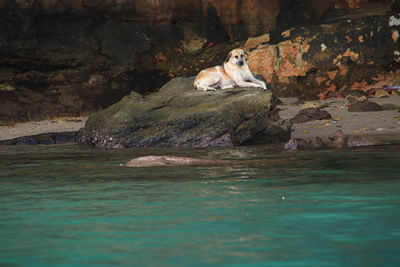 View of a cat on rock