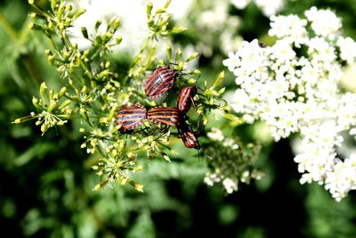 Close-up of insect on flower