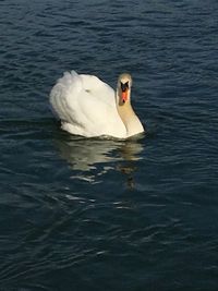 Swan floating on lake