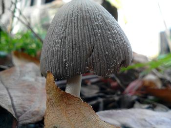 Close-up of fungus growing on tree trunk