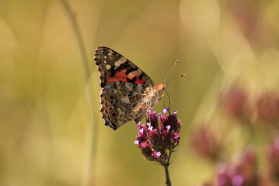 Vanessa cardui is a colourful butterfly, known as the painted lady