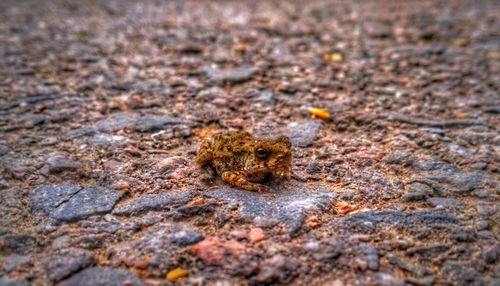 Close-up of frog on land