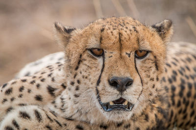Close-up portrait of cheetah relaxing in forest