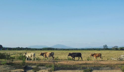 Cows walking on landscape against clear sky