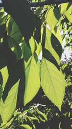 Close-up of fresh green leaves