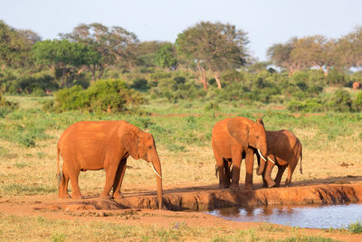 Horses in a field