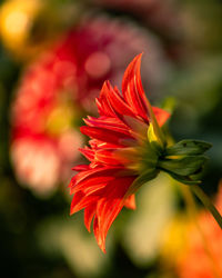 Close-up of red flowering plant