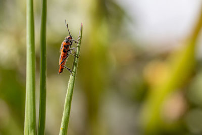 Close-up of insect on leaf