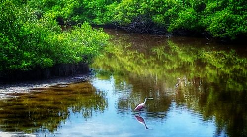 Bird flying over lake