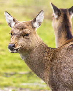 Close-up of deer