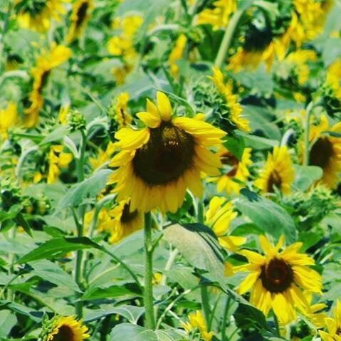 CLOSE-UP OF YELLOW SUNFLOWER BLOOMING IN FIELD