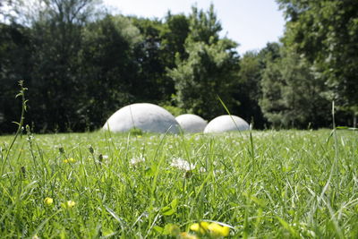 Close-up of plants on land