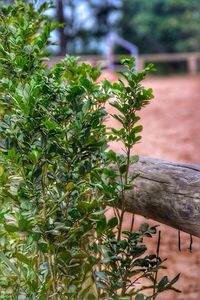 Close-up of plant in backyard